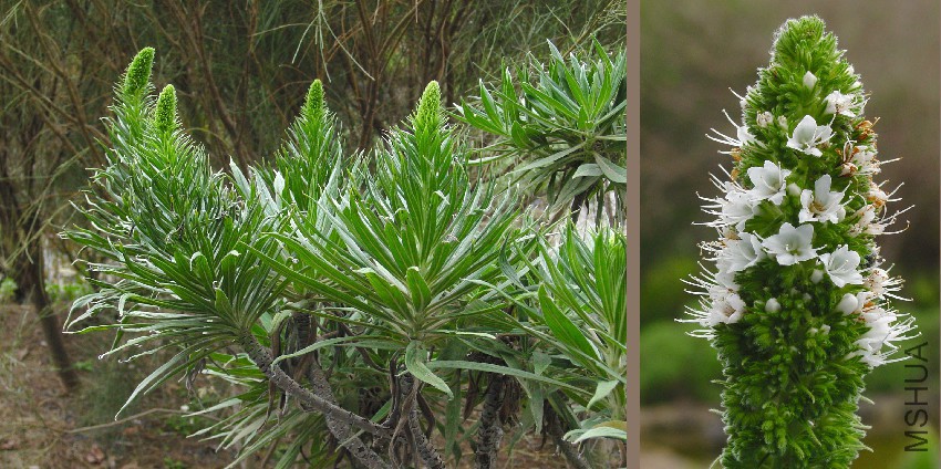 Echium_virescens_(Taginaste).jpg