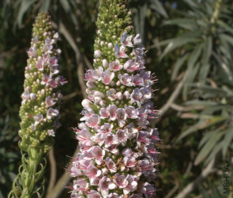 echium_virescens_2.jpg