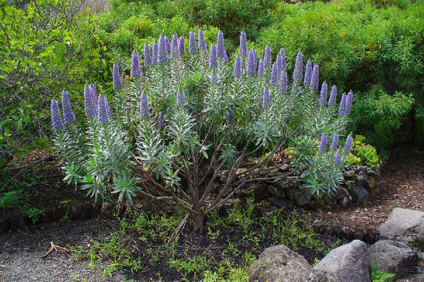 Echium_webbii_-_La_Palma_-_01.jpg