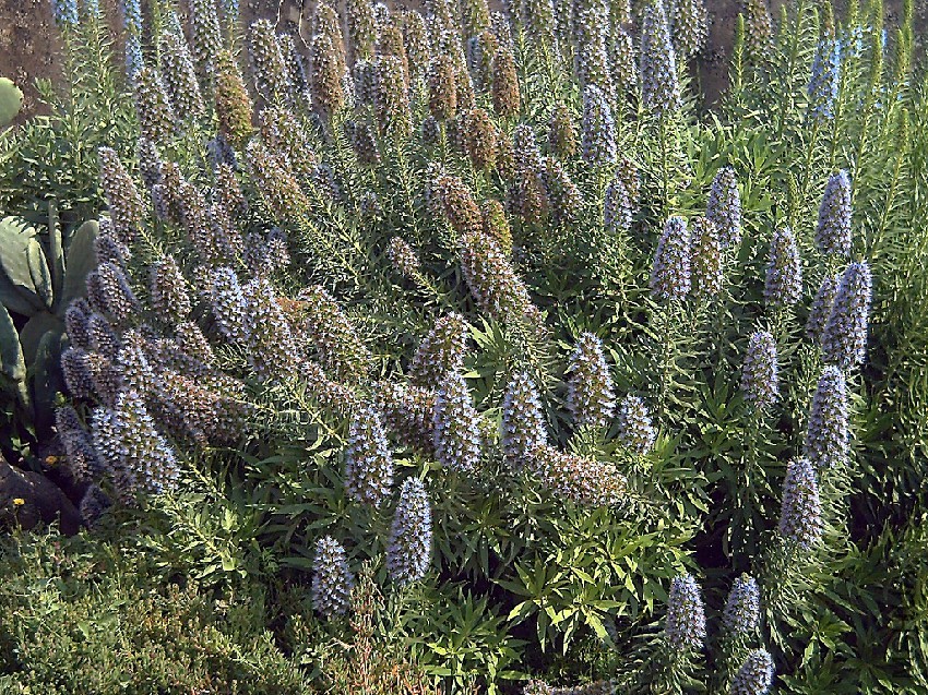 Echium_webbii_Alicante.jpg