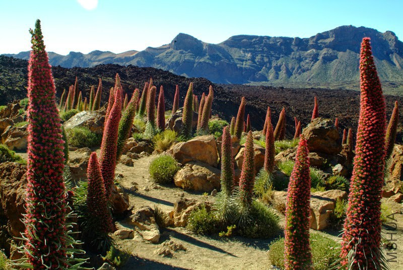 Echium wildpretii1.jpg