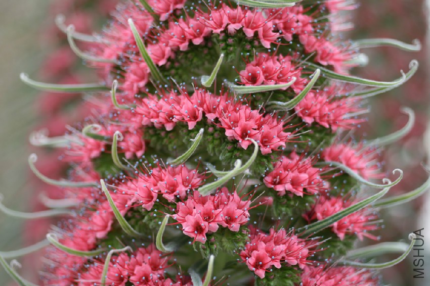 167284_Echium wildpretii Blog_Arakawa_ Yoko_2.jpg