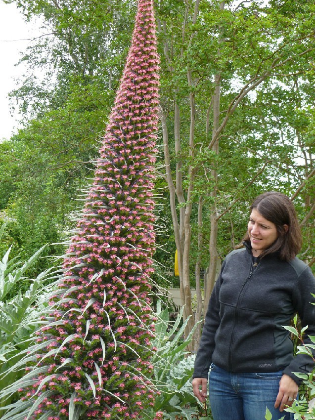 carris_echium.jpg