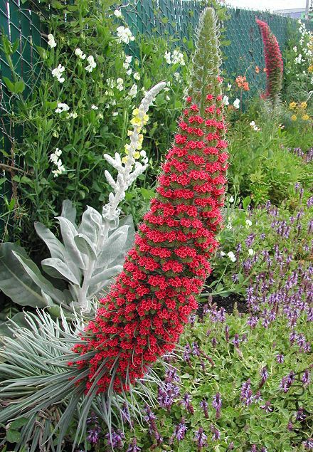 Echium_wildpretii_6530.jpg