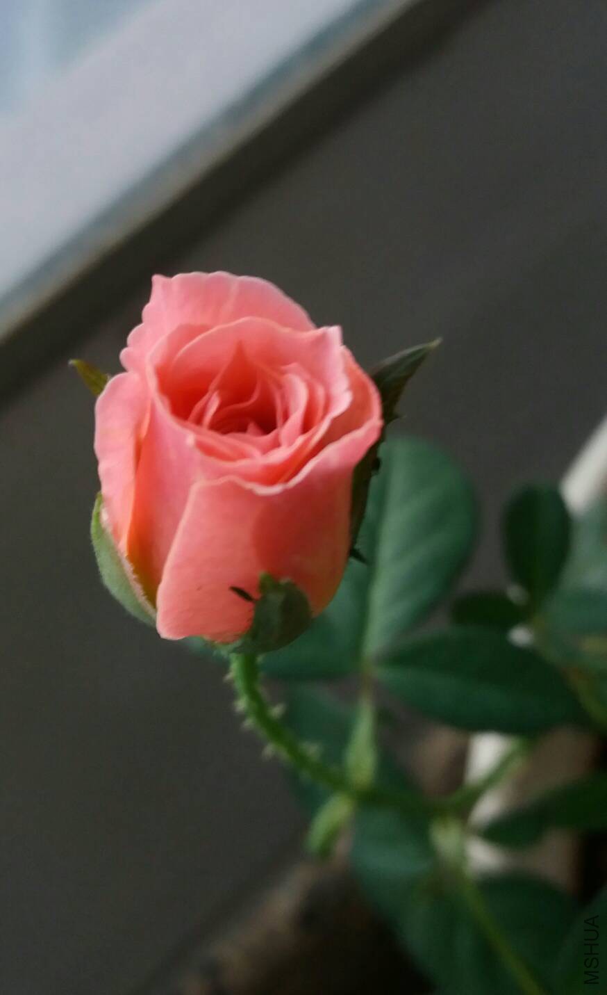 222845dmj77j6x575xy6mb.jpg