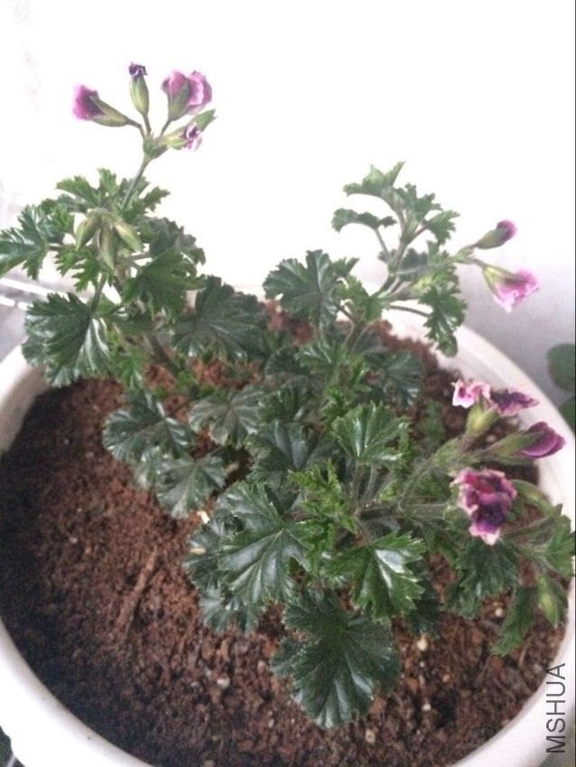 -5��������ʹ