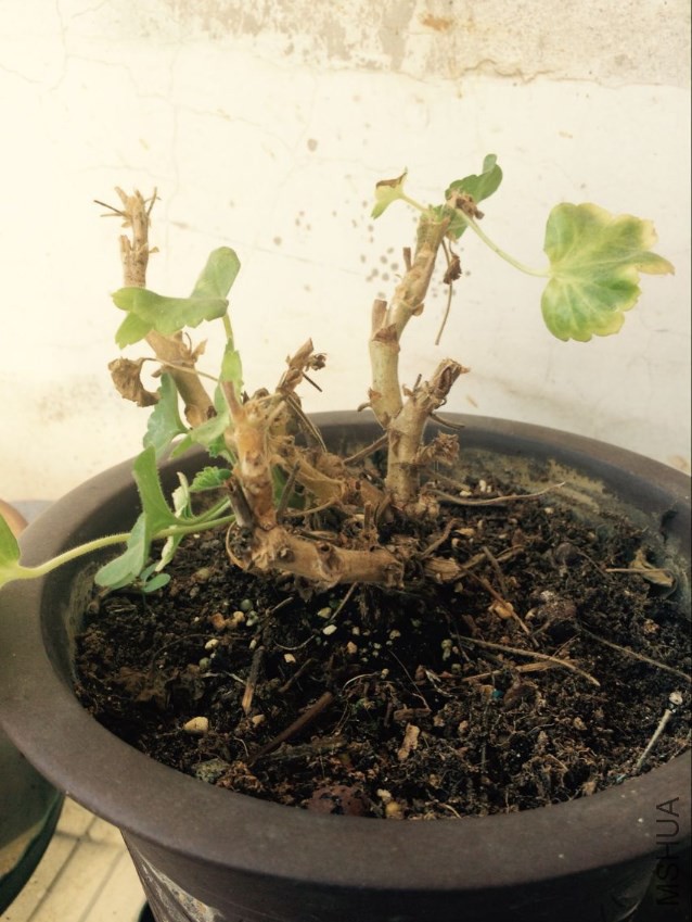 �����еİ׷ɽ�