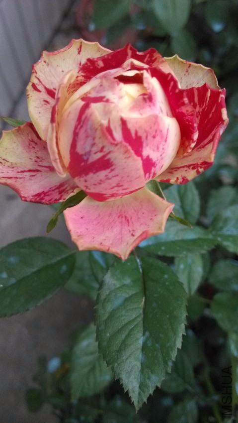IMG_20150909_071659.jpg