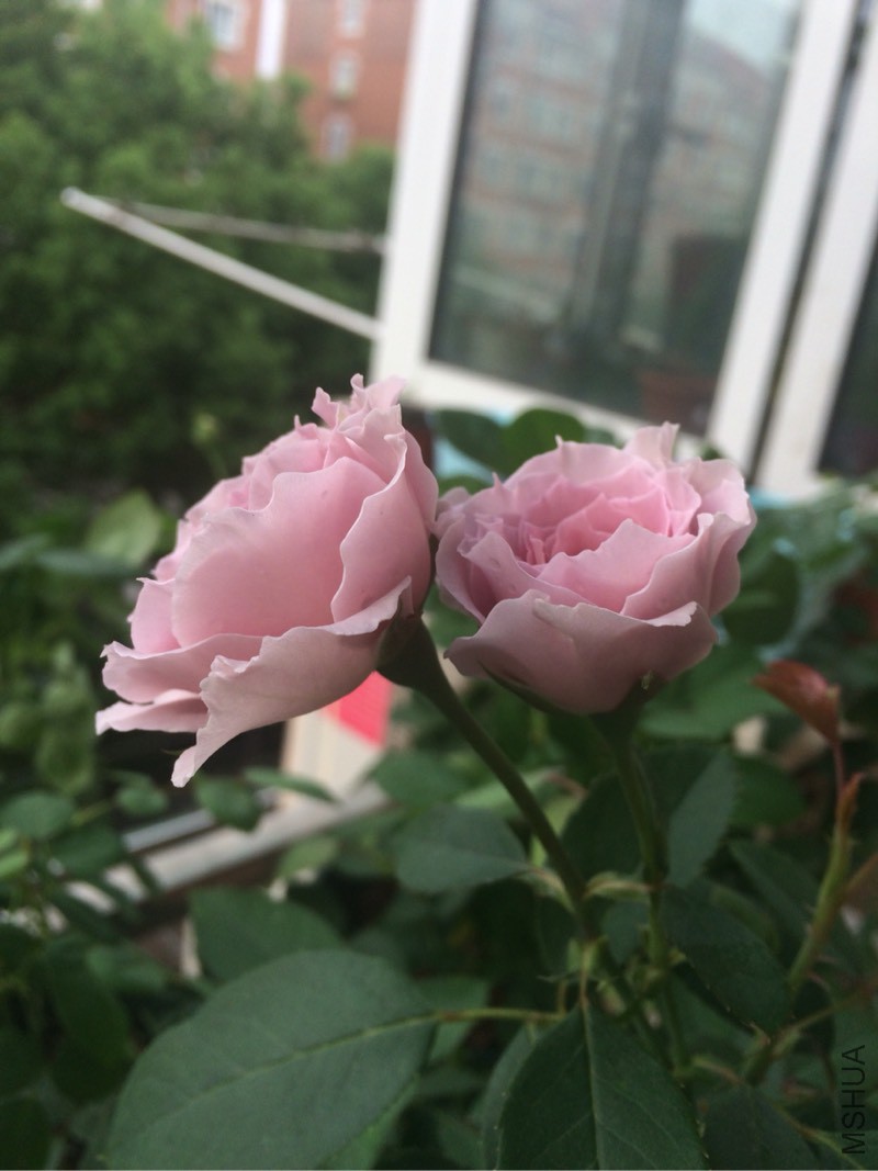 065533n4nbu94fu2zogzk1.jpg