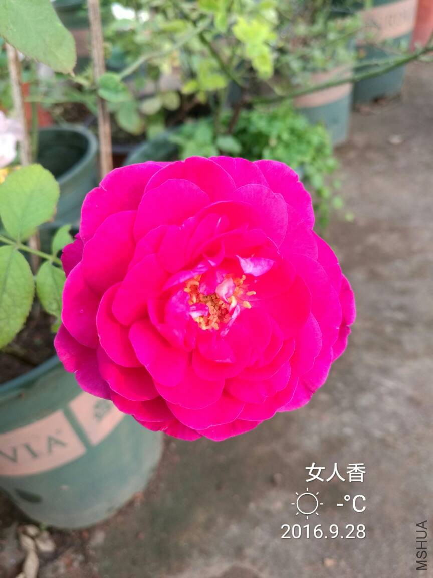084659zdjrp676chcj7x7j.jpg