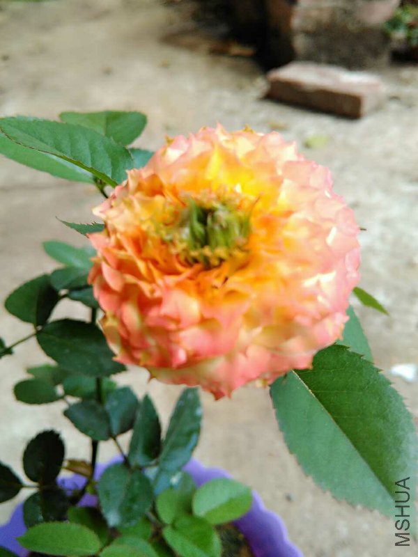MTXX_20160627110546.jpg