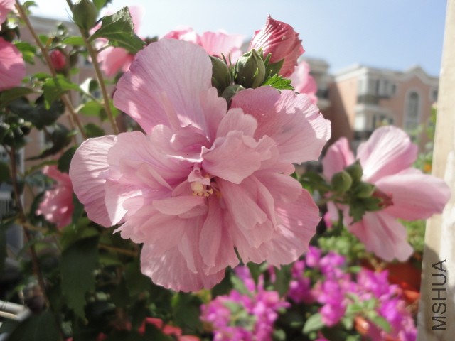 DSC01616.JPG