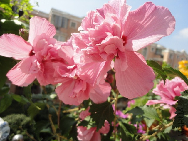 DSC01615.JPG