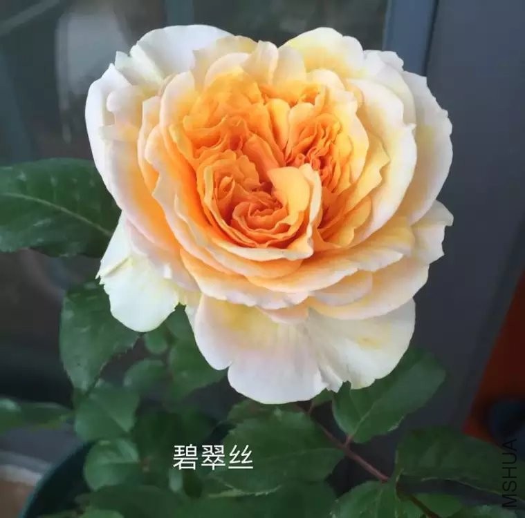 psb (29).jpg