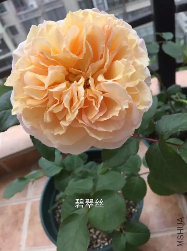 psb (9).jpg
