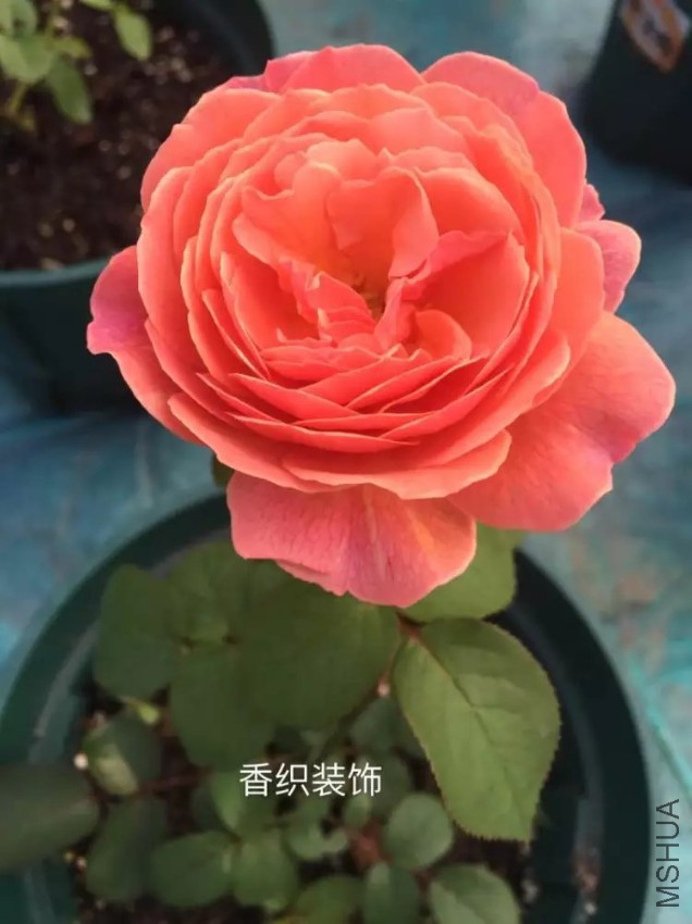 psb (40).jpg