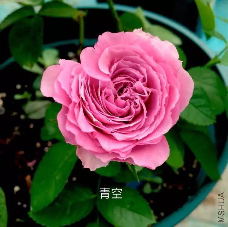 psb (64).jpg