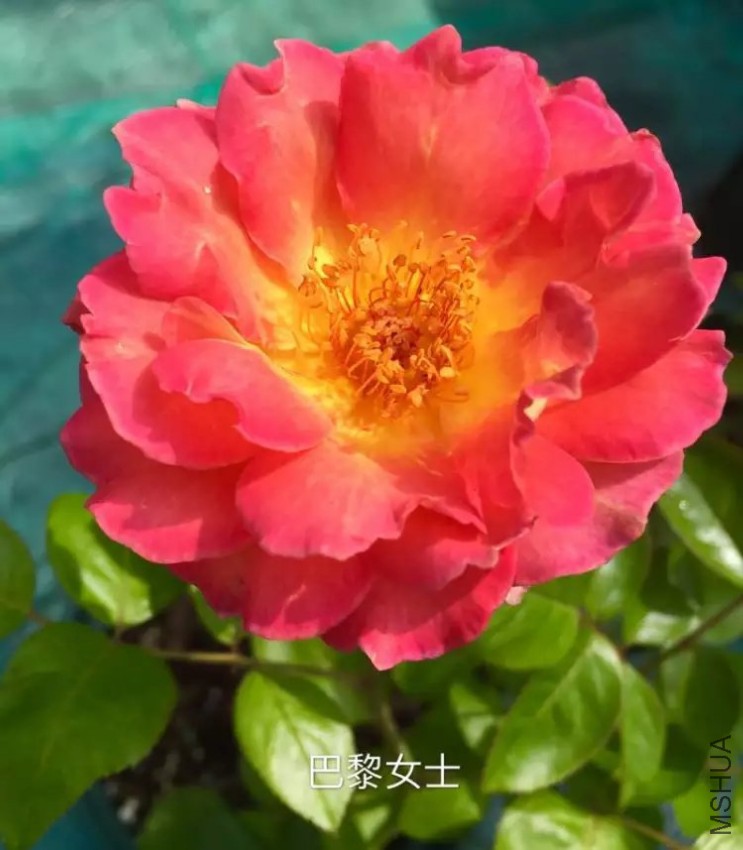psb (33).jpg