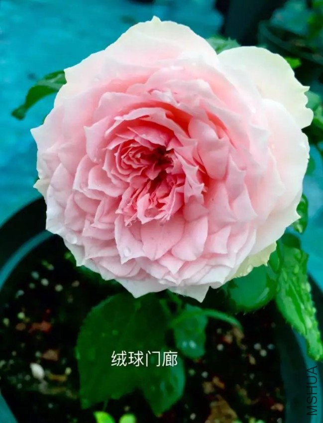 psb (70).jpg