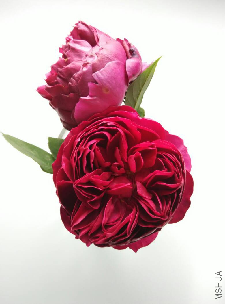 182750b42f9gt9t98bgcb8.jpg