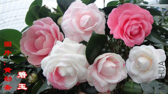 ���� e52180cc7cd98d1069371dd2203fb80e79ec906a_����.jpg