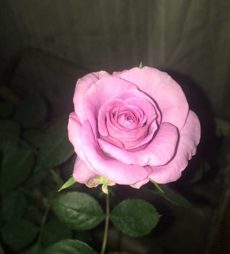 image.jpeg