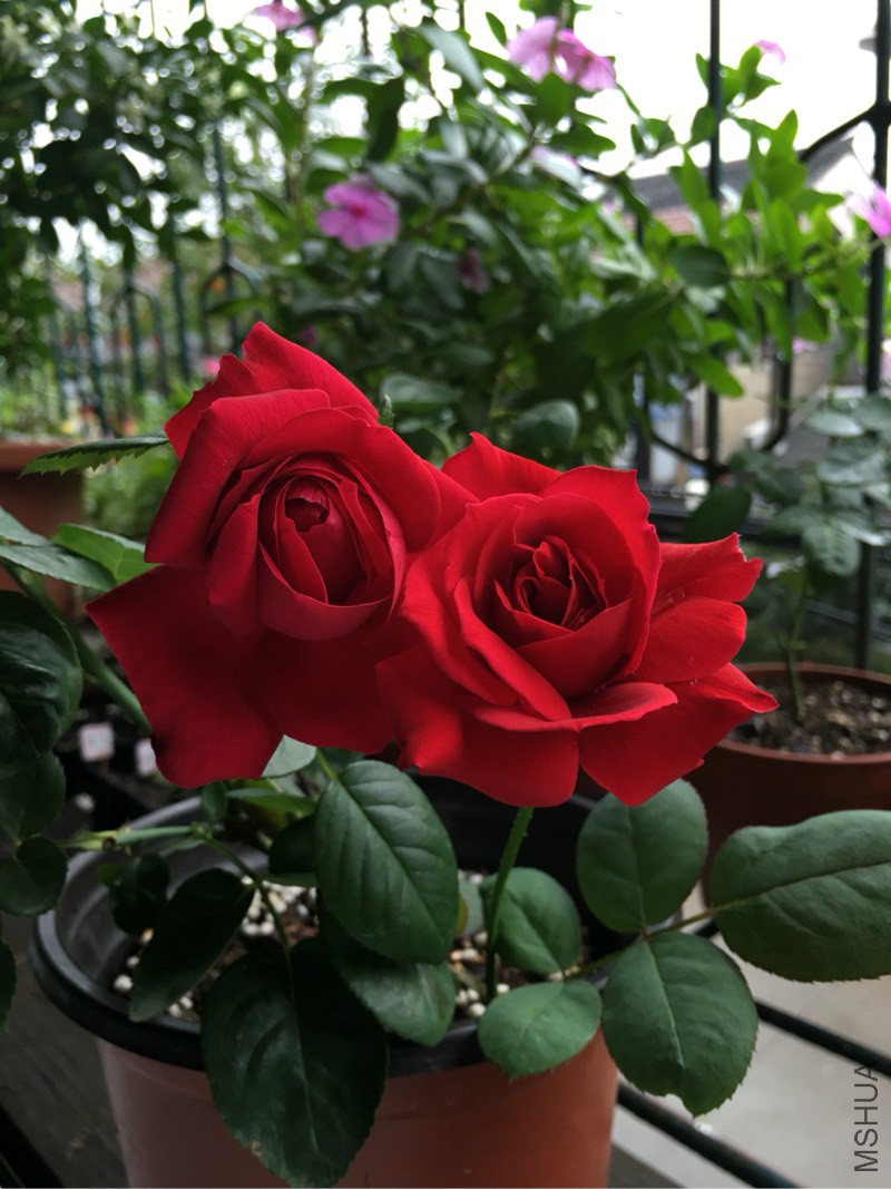 141608wy2rrzkt2o02yrfk.jpg