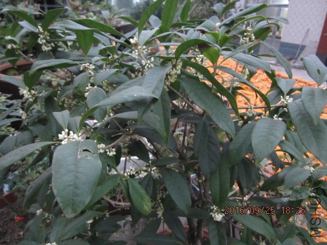 IMG_6846.JPG