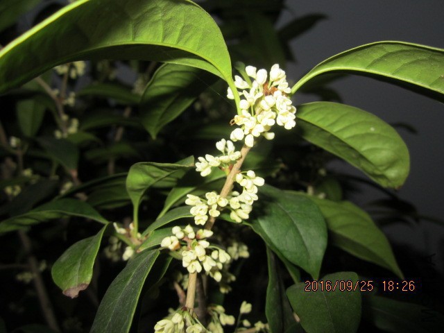 IMG_6847.JPG
