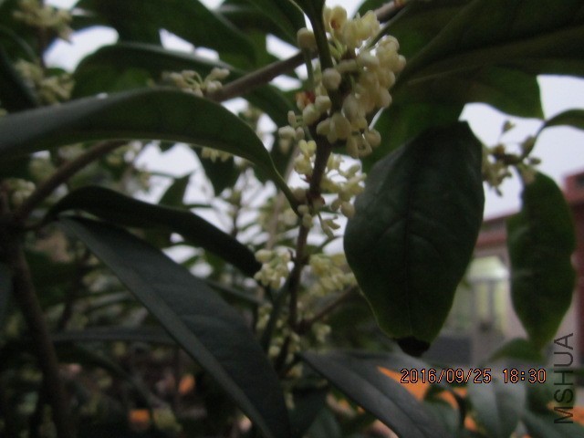 IMG_6858.JPG