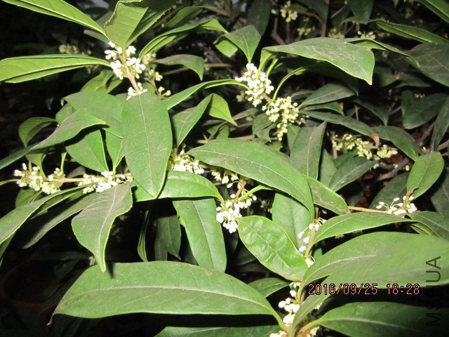 IMG_6854.JPG