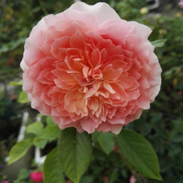 161607leisyssdr0esy00r.jpg