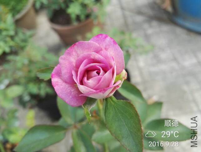 181356cf09q06gift4xitt.jpg