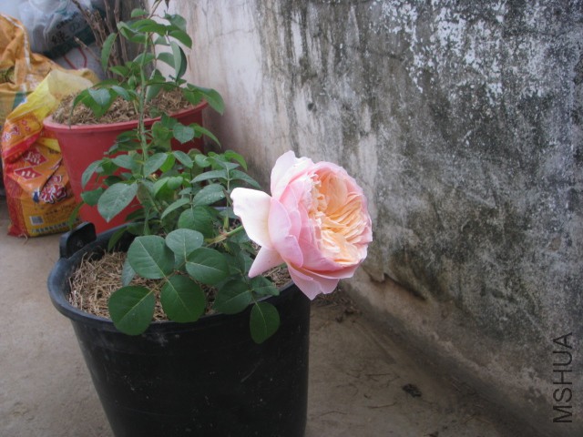 IMG_3876.jpg