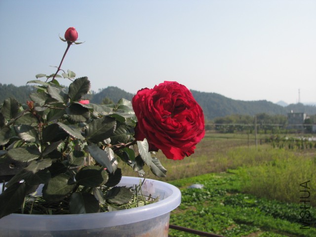 IMG_3914.jpg