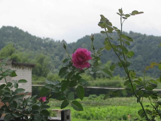 IMG_3985.jpg