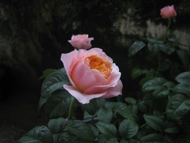 IMG_4009.jpg
