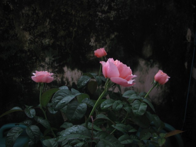 IMG_4011.jpg