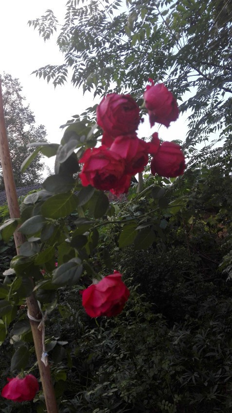 IMG_20160915_181049.jpg