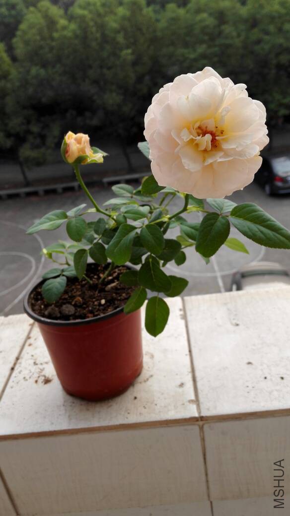 195604amofngfq5shsoiah.jpg