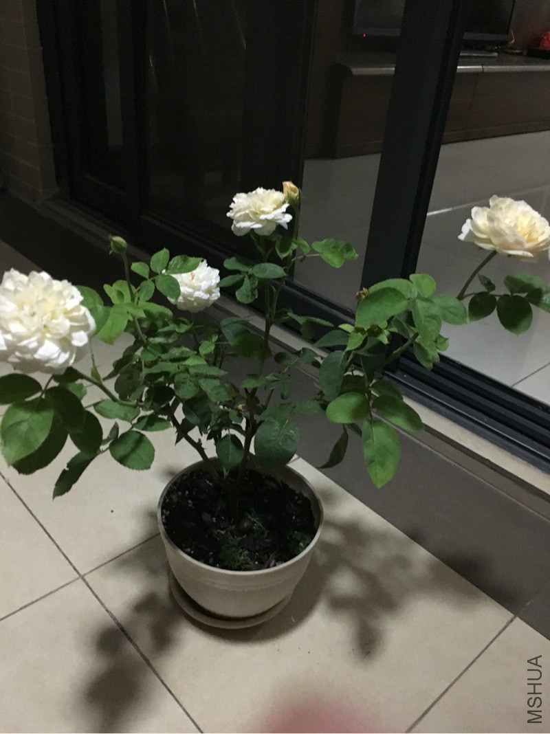 201358yxii1r3iyrbvppbr.jpg
