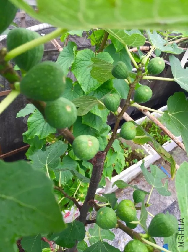psb (10).jpg