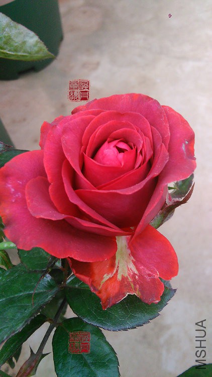 IMG_20160925_093847.jpg