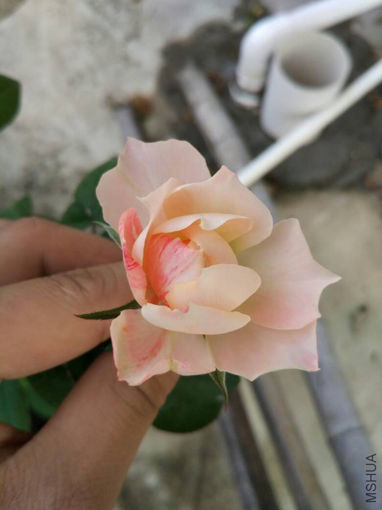 163046thjya7a5vqrcngmr.jpg