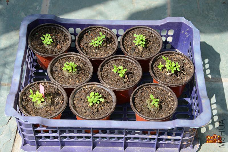 ��Ƭ 026_����.jpg