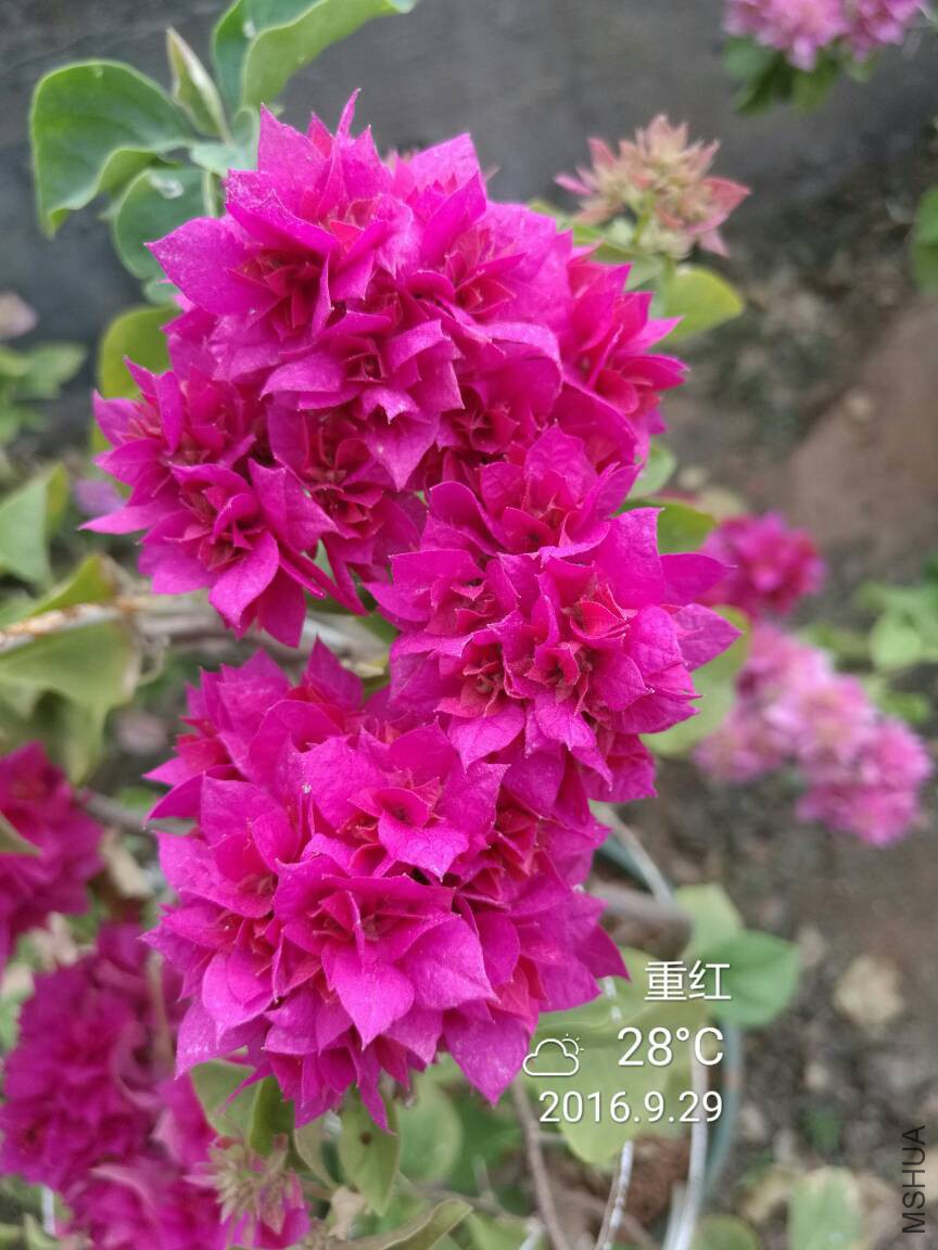 085515gz5x9mrh85mjiq0m.jpg