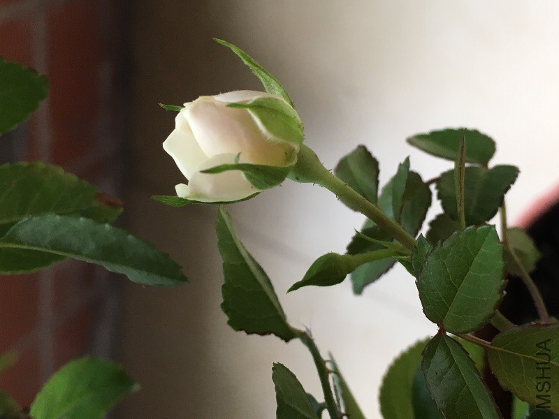 IMG_0096.JPG