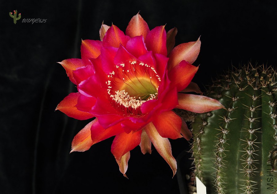 Mystique  ����-6.JPG