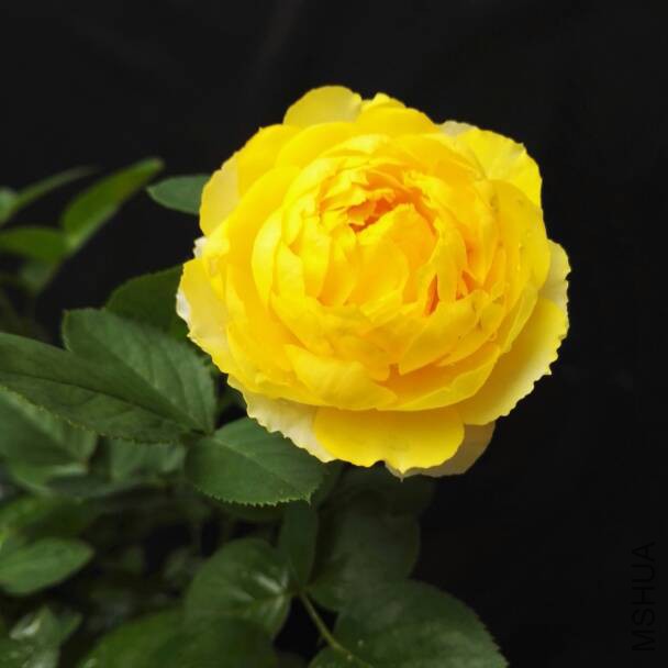 105353hif00ffcru2bf2lf.jpg