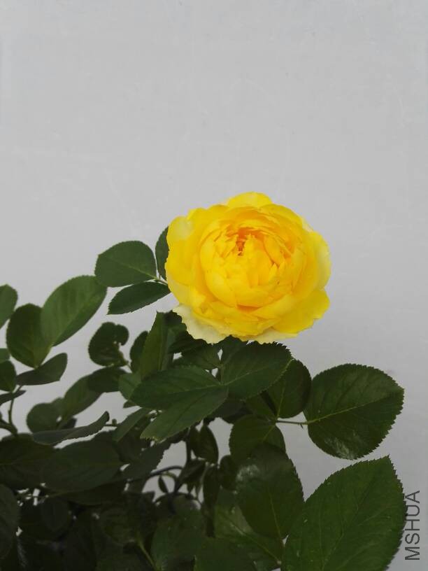 105354mbb2umfmvge22m9d.jpg